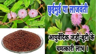 छुई-मुई या लाजवंती के ओषधिय गुण और फ़ायदे / Lajwanti ke Fayde / Benefits of Sensitive Plant