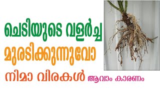 പച്ചക്കറി വിളകളിലെ നിമാ വിരകളെ നിയന്ത്രിക്കാം. | Nematode attack in plants