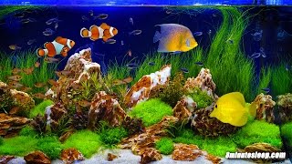 FISH TANK SOOTHING SOUNDS | Aquarium Bubbling White Noise | 10 Hours