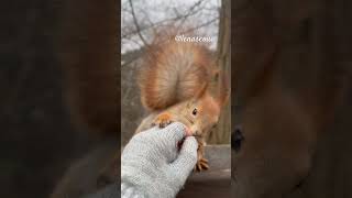 Sweet Squirrel Moment: A Gentle Connection 🐿️ #naturelovers