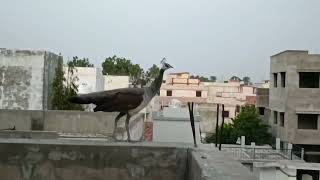 साम को अपने पैड पर सोनेके लिए जाती हुई ढेल THE BEAUTIFUL PEAHEN 🦚 IS GOING TO HIS TREE FOR SLEEPING