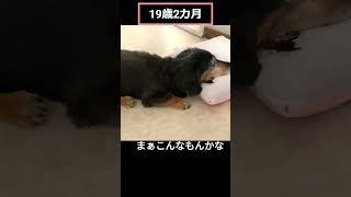 20歳2カ月で旅立ったもも　＃shorts　＃ミニチュアダックス　＃シニア犬