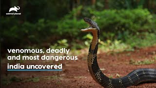 Most Deadliest Snake - King Cobra | India Uncovered | Mon - Fri at 7 PM | Animal Planet india