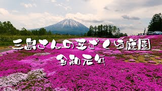 三島さんちの芝ざくら 2019