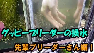 ブリーダーの水換え！先輩ブリーダーさん編【大分グッピーファンクラブ】