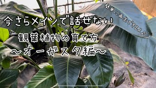 [オーガスタ]今さら聞けない観葉植物の育て方。Vol.3