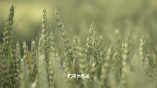 和萌娃每天一首诗-夏日绝句