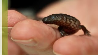 Captive breeding Borneo Earless Monitors