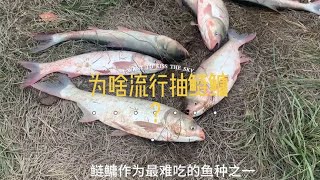 为啥现在流行抽鲢鳙？答案来了#武汉杨泗港长江大桥 #钓鱼