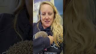 Socializing a Grumpy Hedgehog