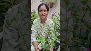 Health Benefits of Vinca Sadabahar, Periwinkle plant, सदाबहार #youtube #plantslover #gardening