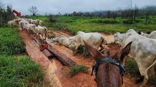 TINHA TUDO PARA DAR ERRADO, PASSAMOS NA TRAVESSIA PERIGOSA PARA VENDER 3 CARRETAS DE GADO