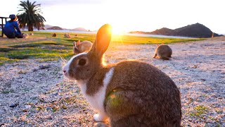 Kawaii！The Only RABBIT ISLAND in the World - Uninhabited with 700 Wild Rabbits | Japanese Island