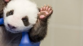 Sehen und gesehen werden: Panda-Zwillinge öffnen die Augen