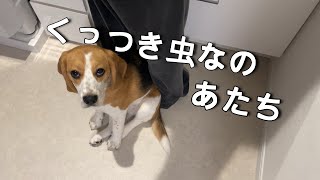 【ビーグル】いつもベッタリなうちの犬