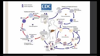 Ciclo biológico de la Malaria