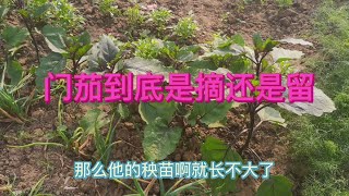 門茄到底是摘除還是留下來？分2種情況決定，這樣做茄子才能增產