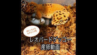 【レオパ】産卵動画／gecko spawning