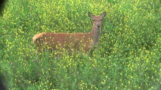 Red Deer and Ermine Oostvaardersplassen, the Netherlands