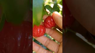 Surinam Cherry #juicy #sweet #surinamcherry 