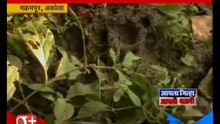 Akola Farmer And Search Team In Search Of Tigeres And Cubs