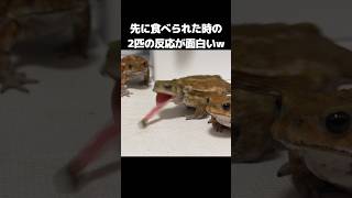 Funny Toad Theater.　ミヤコヒキガエル劇場。餌の駆け引きがおもしろいwｗｗ