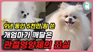 슬개골 수술 안하는 관리법 대공개!! 5천만원 아끼는 방법. 강아지 관절영양제 그냥 이거 사세요.