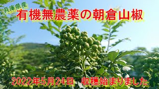 朝倉山椒の収穫