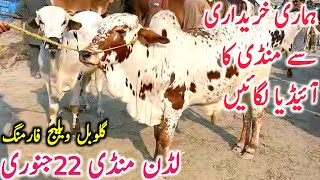 Luddan Mandi Latest Update For Qurbani 2025 | Luddan Mandi Aj Ki Video || Global Village Farming