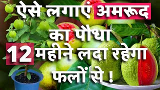 ऐसे लगाएंगे अमरूद / Guava का पौधा तो 12 महीने लड़ा रहेगा फलों से || A-Z जानकरी / Information 🍏✨💚