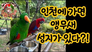 #뉴기니아 #앵무새 인천에 가면 앵무새 성지가 있다?! 식조락tv