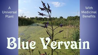 Blue Vervain  A Universal Herb That Has Many Medicinal Benefits