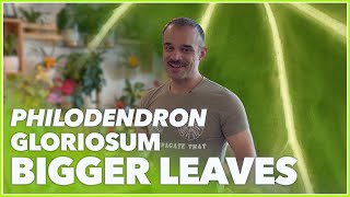 Boost Your Philodendron Gloriosum: Tips for Bigger, Bushier Leaves!