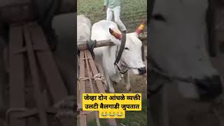 जेव्हा दोन आंधळे व्यक्ती काम करायला जाते बघा काय गमंत होते 😂😂😂😂😂😂😂