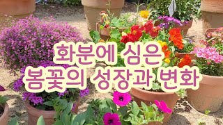 화분에 심은 봄꽃의 성장과 변화 l 봄에 심는 꽃 l 예쁜 꽃