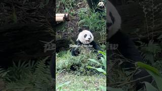 心情不好的話 看看圓仔❤️ #貓熊 #熊貓 #panda #cute #giantpanda #팬더 #大熊貓 #bao #귀여운 #パンダ #可愛 #動物 #animals #pretty #圓仔