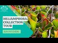 Heliamphora collection at California Carnivores