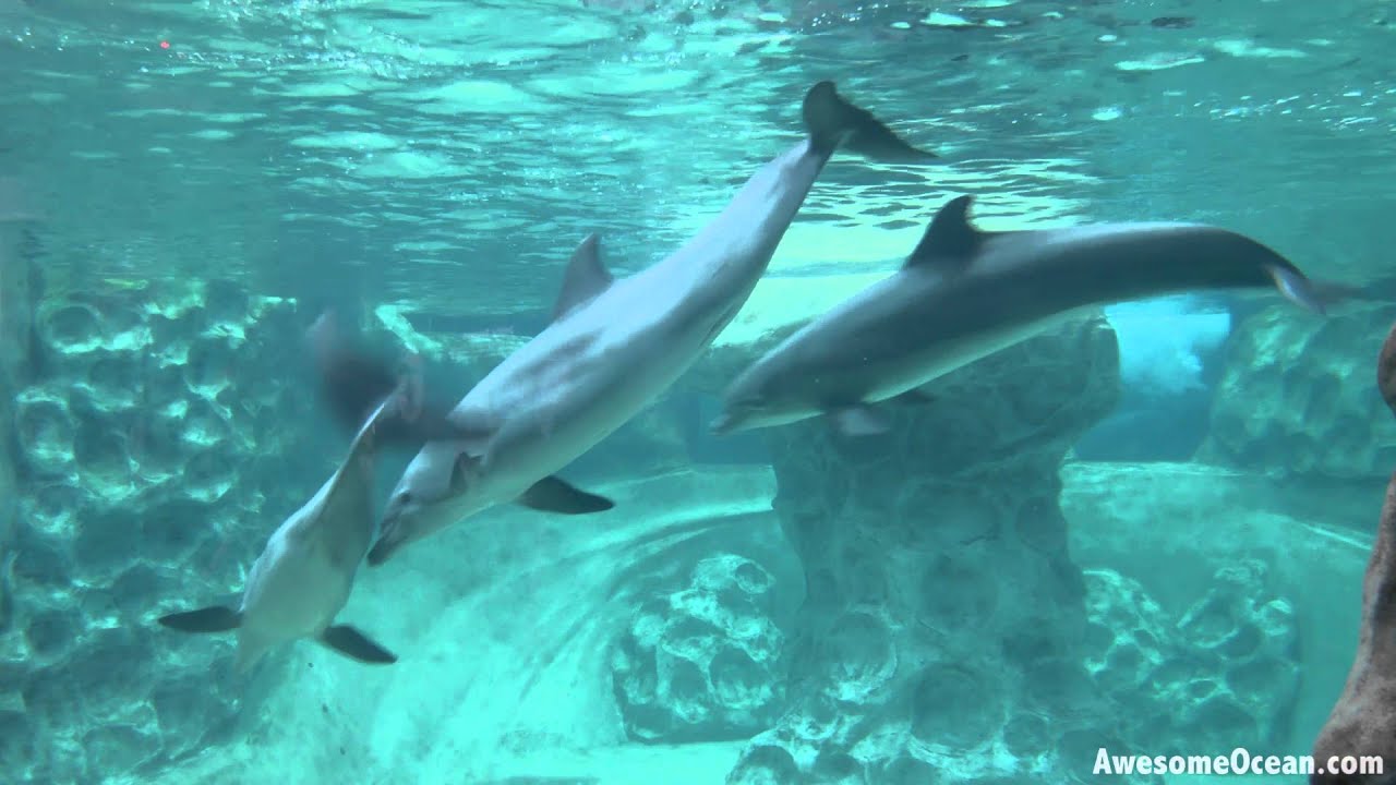 Dolphins At The Georgia Aquarium - YouTube