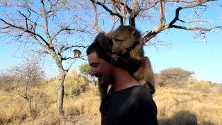 Dan being groomed by one of his baboon girlfriends...