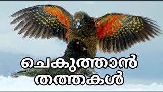 മാംസം തിന്നുന്ന തത്തകൾ.Kea parrot #birds