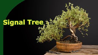 Potentilla as a bonsai