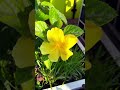 Yellow Hybrid Hibiscus #shorts #yellowhibiscus #hybridflower #gardenervinu #flowergardening