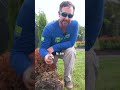 how to fix root rot in trees