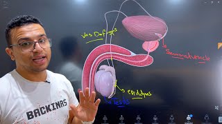 Lec 3 (Topography of internal organ + cavities of human body )