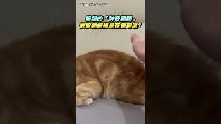 貓貓的「神奇開關」屁股翹這樣是在做瑜珈？#shorts #cat #cute #cuteanimals #cutecat #貓咪 #貓奴 #可愛 #迷惑行為大賞