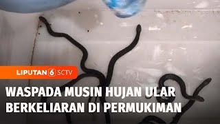 Waspada! Musin Hujan Ular Berkeliaran Di Permukiman | Liputan 6