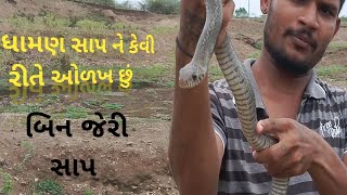 ધામણ સાપ ને કેવી રીતે ઓળખ છું retsnake ધામણ સાપ  #sanke #wildlife #wildanimals