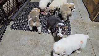 Central asian shepherd puppies litter V