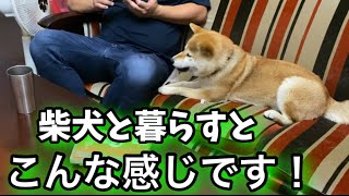 【ナイトルーティン】柴犬と暮らす毎日！帰宅から就寝まで！shiba inu