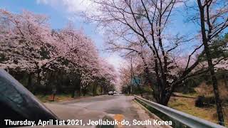 Geumsansa Cherry Blossom Load 전주, 김제 금산사 벚꽃 From Jeonju to Gimje, Jeollabukdo 2021